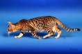 /album/amina/a3-bengal-cat-beauty-cat-faith-amina-jpg/